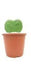 Hoya Heart Green Small Succulent Plant - ChhajedGarden.com