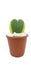 Hoya Heart Variegated Small Succulent Plant - ChhajedGarden.com