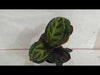 Calathea Roseopicta Illustris