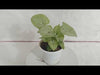 Syngonium White Plant - Home and Office Decor