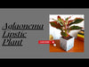 Aglaonema Red Lipstick Plant - Air-Purifying Benefits