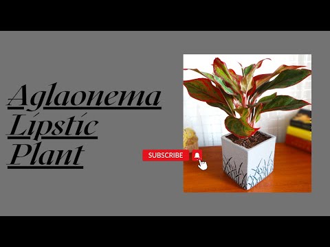 red aglaonema benefits Buy Aglaonema Red Lipstick Plant - Air-Purifying Indoor Foliage