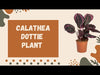 Catathea Dottie Plant care