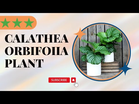 Calathea Orbifolia Plant care