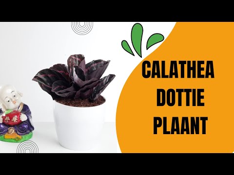 Calathea Dottie Online for sale 