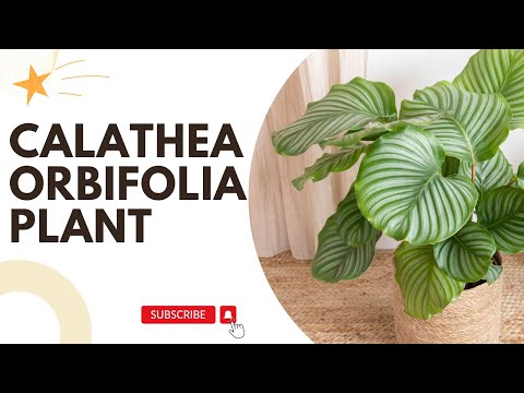 Calathea Orbifolia green 
