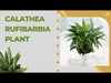 Calathea Rufibarba Plant care