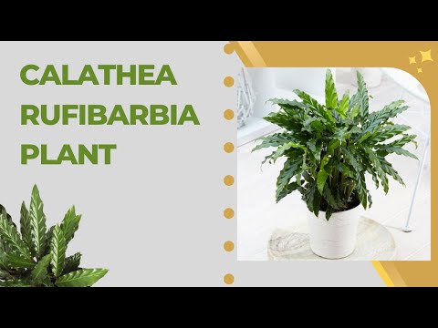 Calathea Rufibarba Plant care
