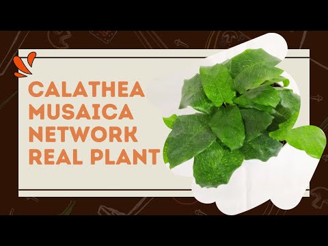 Calathea Network buy online 