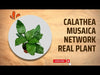 Calathea Network care