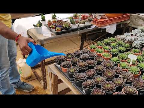 rare korean succulents Echeveria Ice