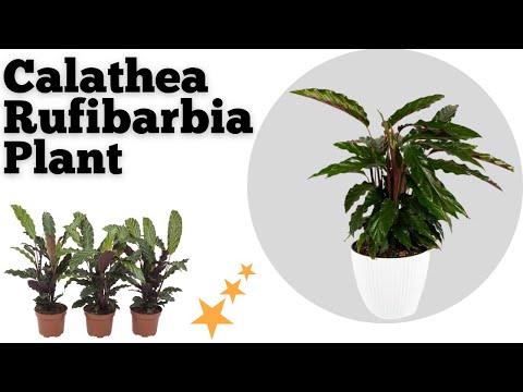 Calathea Rufibarba Plant for sale 