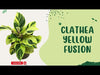 Calathea Yellow Fusion for sale 