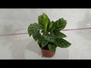 Calathea Freddie Plant