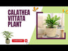 Calathea Vittata care