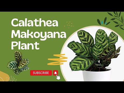 Calathea Makoyana Plant online 