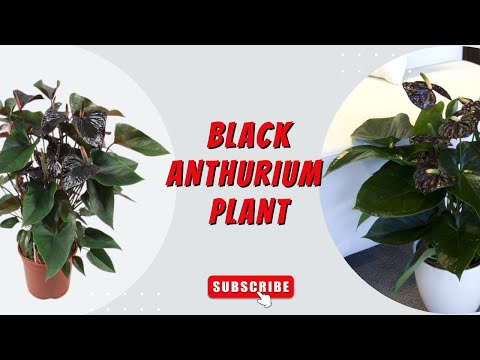 black anthurium plant for sale Anthurium Black Color Plant – ChhajedGarden.com