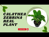  Calathea zebrina Plant for sale 