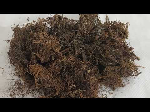 Sphagnum Moss for Plants, 10 Kg Sphagnum Moss