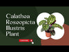 Calathea Roseopicta Illustris Buy Online 