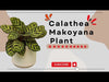 Calathea Makoyana Plant care