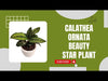 Calathea Beauty Star buy online