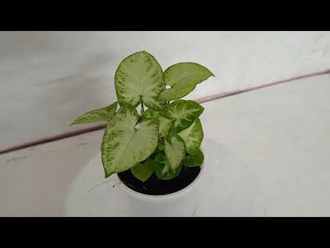 Syngonium Plant as Indoor Air Purifier