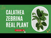  Calathea zebrina plant care