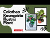Calathea Roseopicta Illustris care