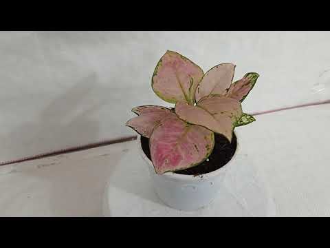 Aglaonema Pink Plant - Decorative White Pot