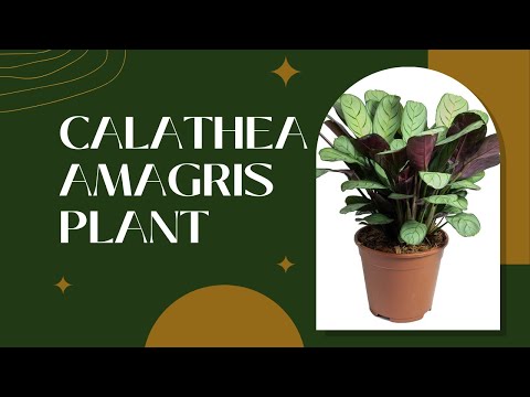 Calathea Amagris care