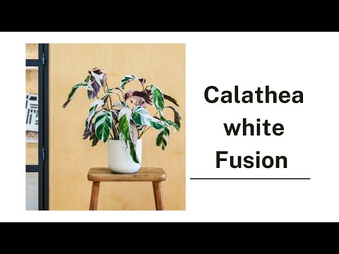 Calathea White Fusion Online for Sale 