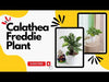 Calathea Freddie Plant care