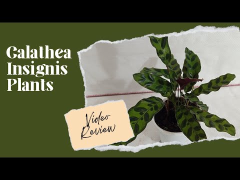 Calathea Insignis Plant Buy online 