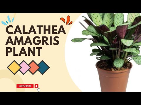 Calathea Amagris for sale