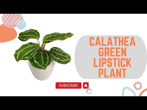 Calathea Green Lipstick buy online 