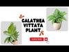 Calathea Vittata Buy Online