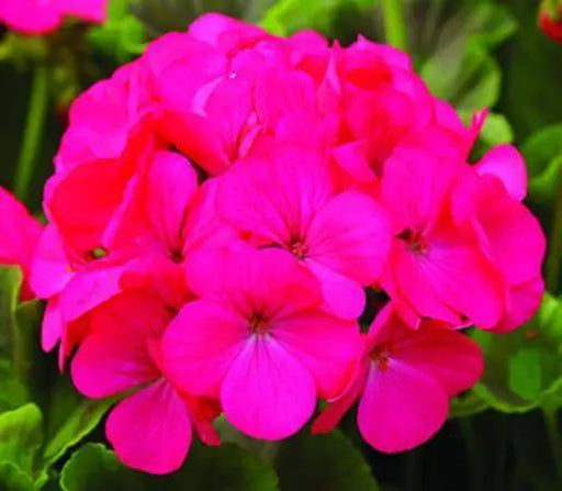 Geranium Maverick Rose | Flower Seeds Online in India