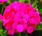 Geranium Maverick Rose | Flower Seeds Online in India