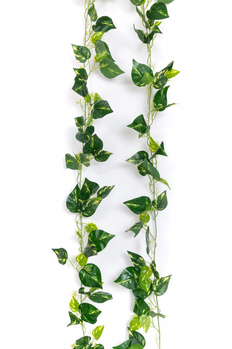 Artificial 9080 Real Touch Money Plant Leaves Garland 6.5 ft-Pack of 12 - CGASPL