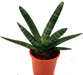 Sansevieria Cylindrica Succulent Indoor Plant 