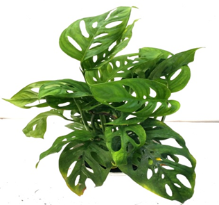 Monstera Obliqua Green Hanging Plant - Lush and Unique Addition to Your Space