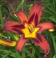 Day-Lily Brown Flower Bulbs (Pack of 6) - CGASPL