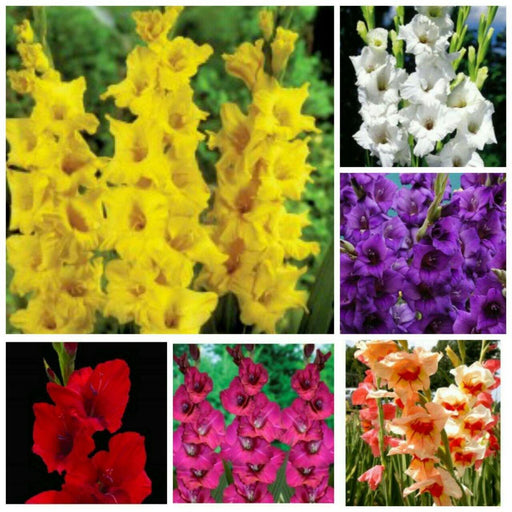 Gladioli flower bulb mega Pack - CGASPL