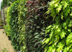 Vertical Garden, Wall Garden Panel-1 Frame and 3 Pots with Screws - CGASPL