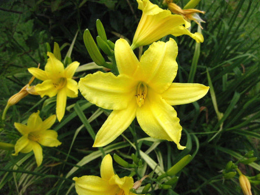 Day-Lily Yellow Flower Bulbs (Pack of 6) - CGASPL