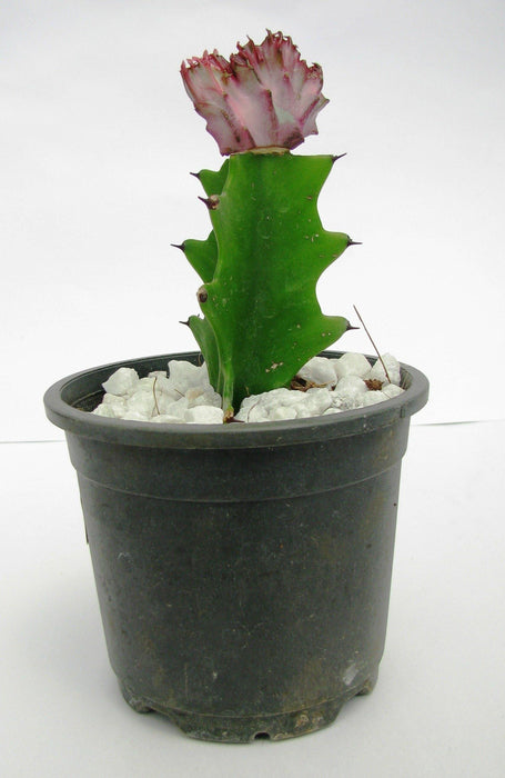 Euphorbia lactea f.cristata Pink Cactus - CGASPL