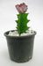 Euphorbia lactea f.cristata Pink Cactus - CGASPL