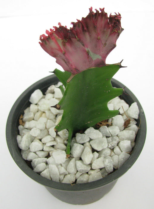 Euphorbia lactea f.cristata Pink