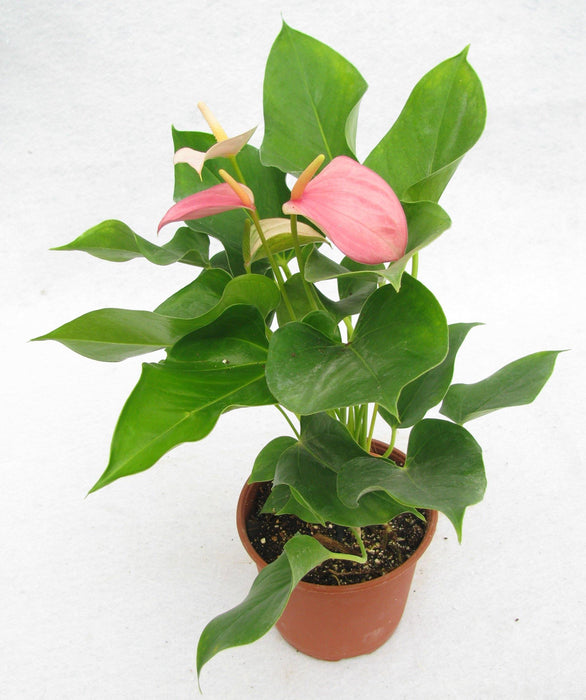 Anthurium Pink Color Flowering Plant